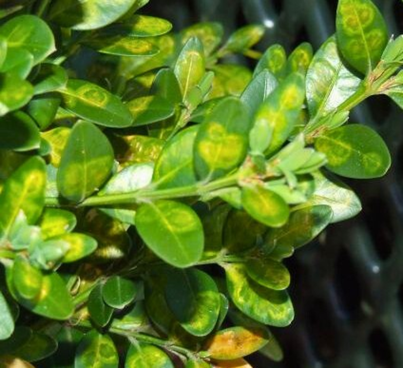 Blistered, yellowed leaves of a boxwood plant.